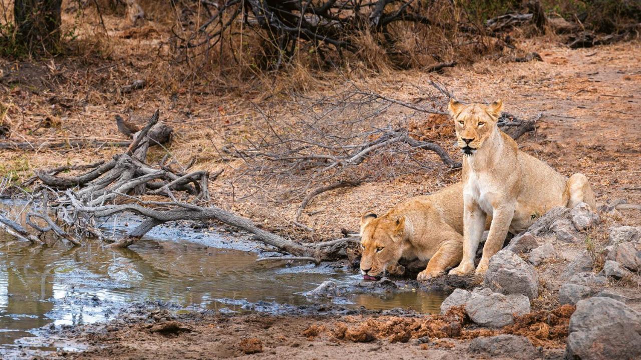 Geiger'S Camp In Timbavati Game Reserve By Newmark Екстер'єр фото