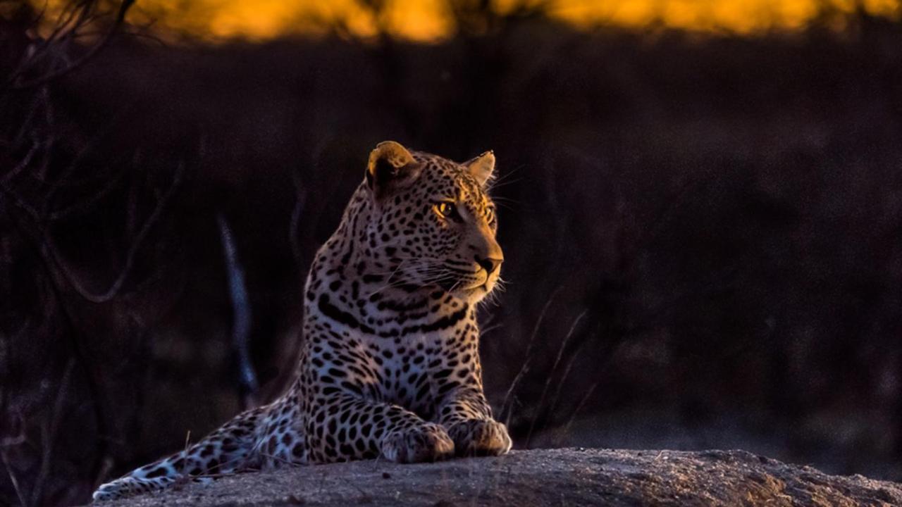 Geiger'S Camp In Timbavati Game Reserve By Newmark Екстер'єр фото