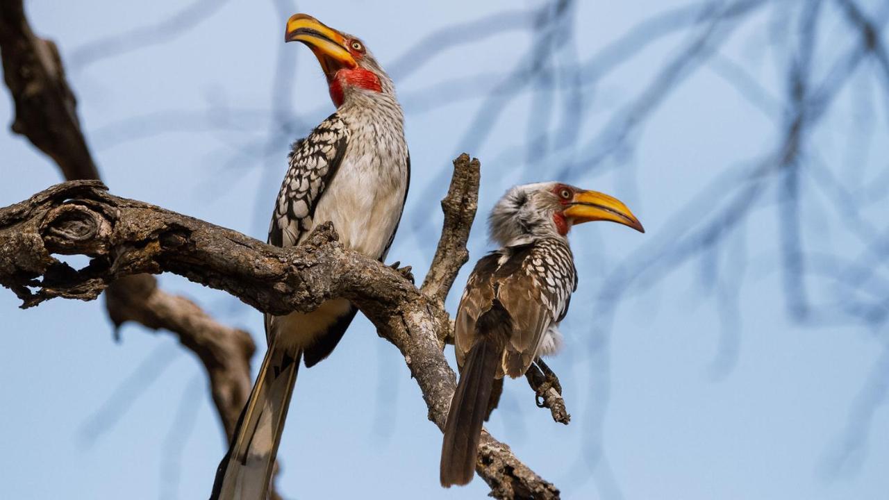 Geiger'S Camp In Timbavati Game Reserve By Newmark Екстер'єр фото