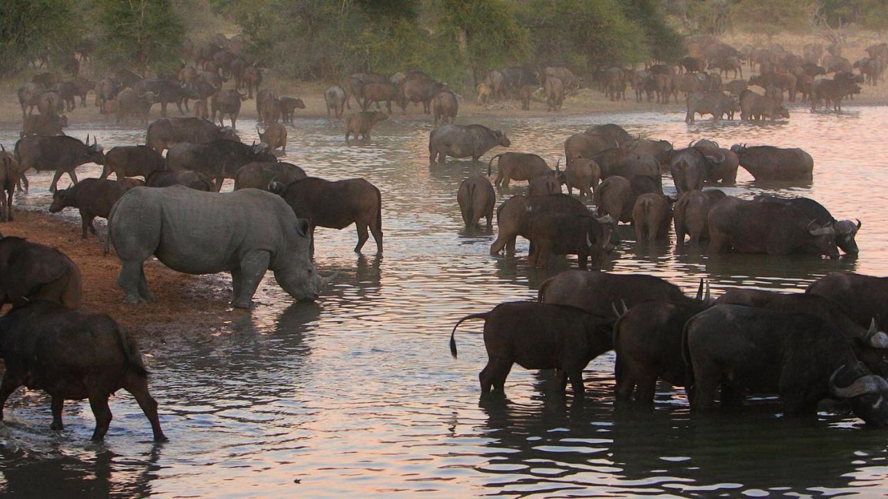 Geiger'S Camp In Timbavati Game Reserve By Newmark Екстер'єр фото